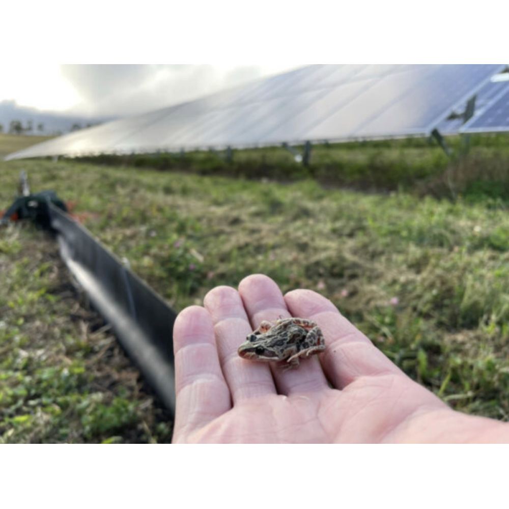 New biodiversity toolkit helps solar farm developers fast-track projects